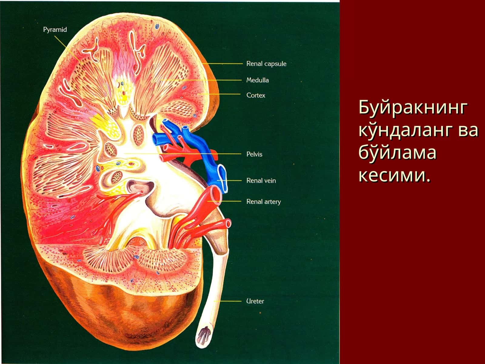 Буйракнинг кўндаланг ва бўйлама кесими