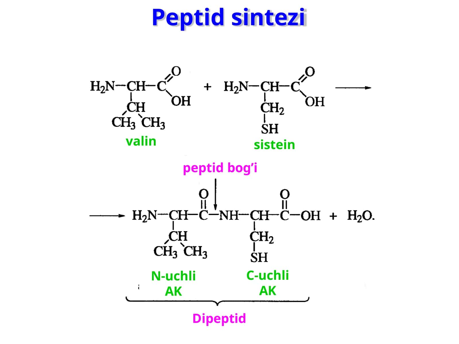 Peptid sintezi