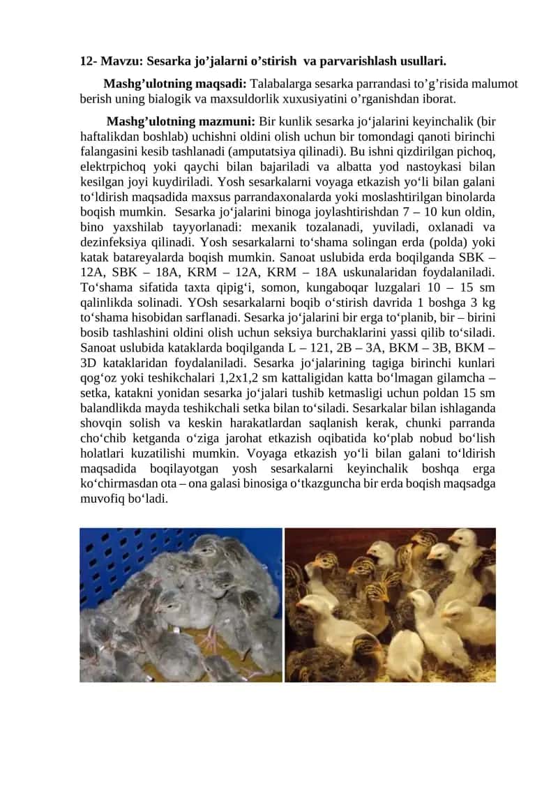 Sesarka jo’jalarni o’stirish va parvarishlash usullari