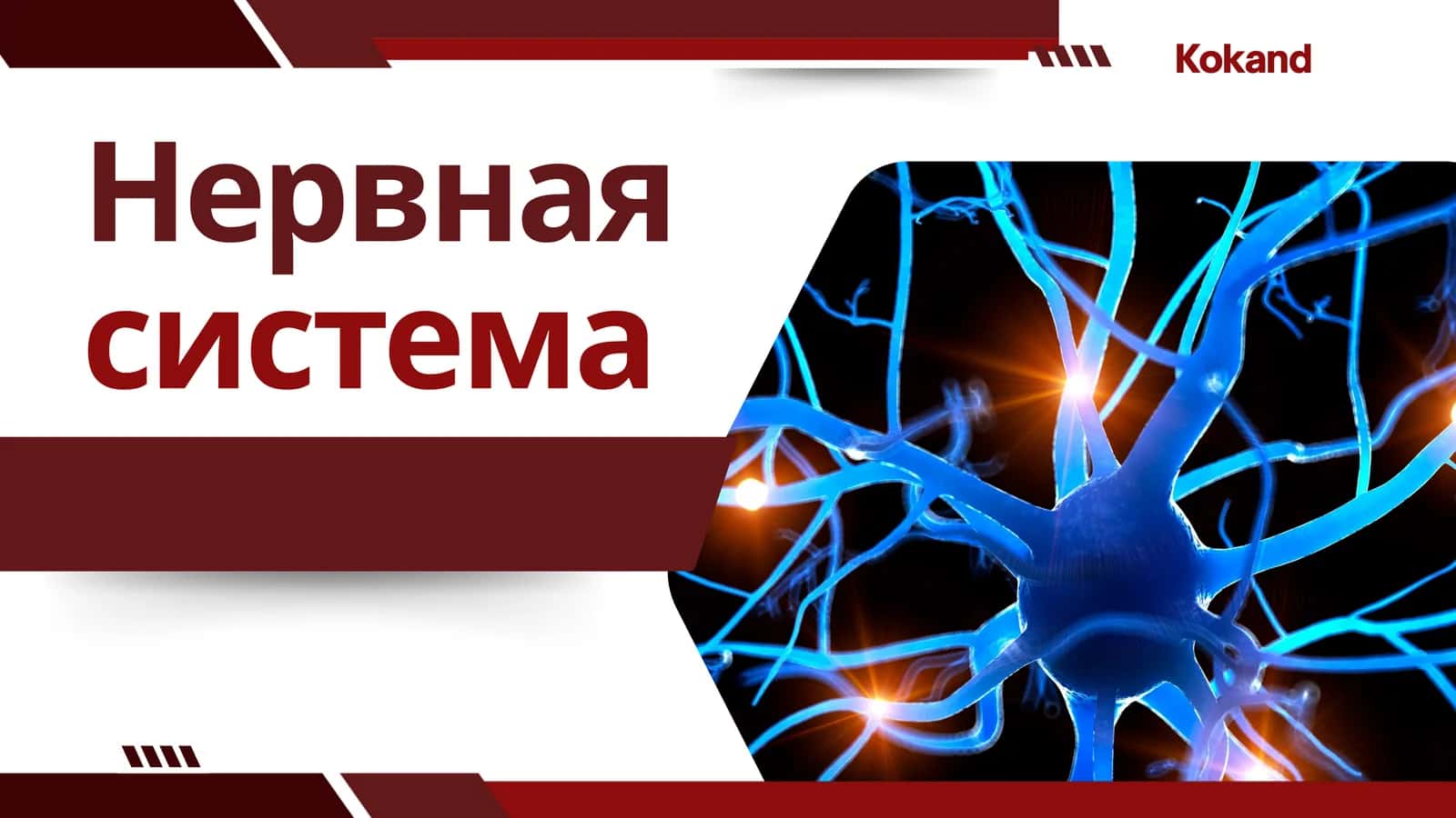 Нервная система