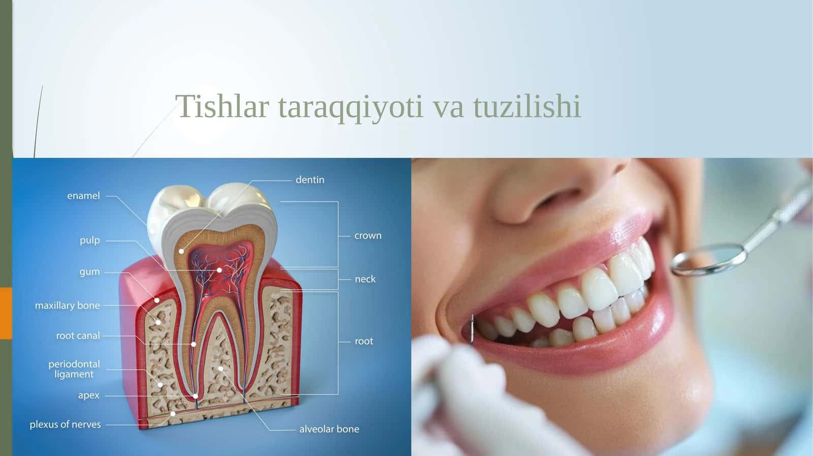 Tishlar taraqqiyoti va tuzilishi