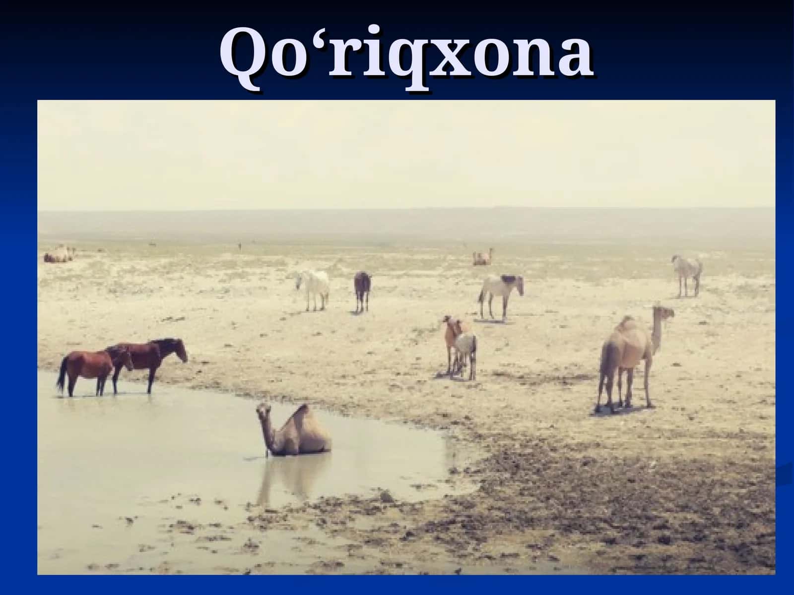 Qo‘riqxona