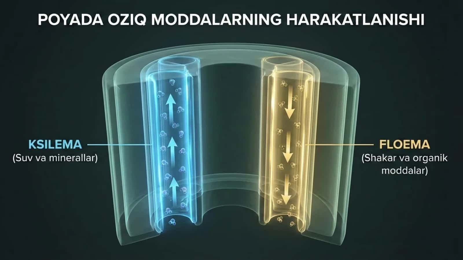 Poyada oziq moddalarning harakatlanishi