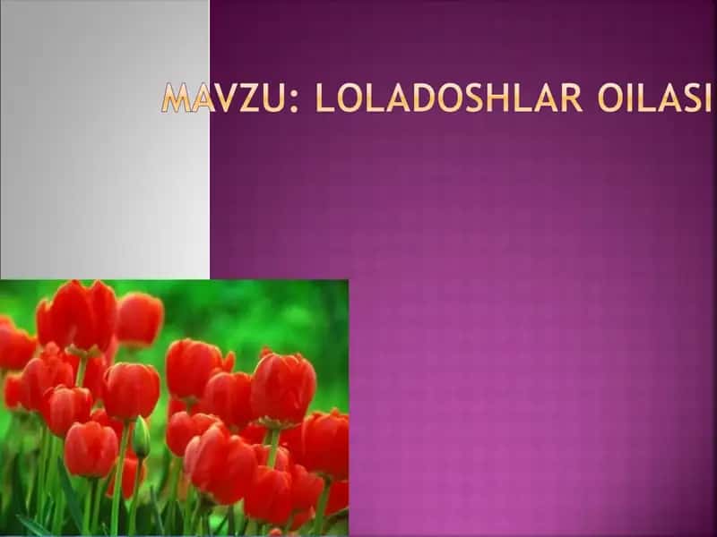 Loladoshlar oilasi