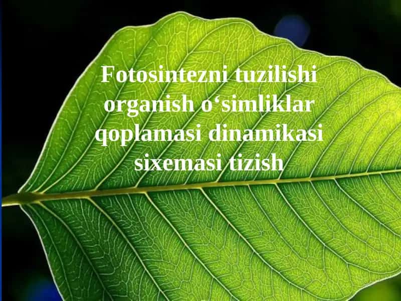 Fotosintez