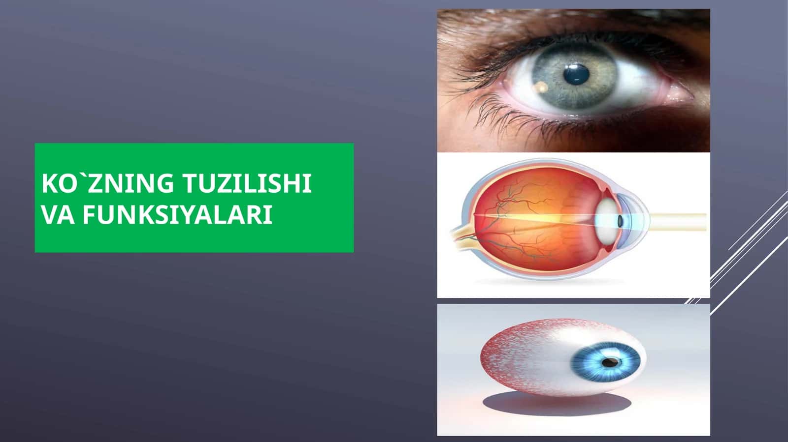KO`ZNING TUZILISHI VA FUNKSIYALARI