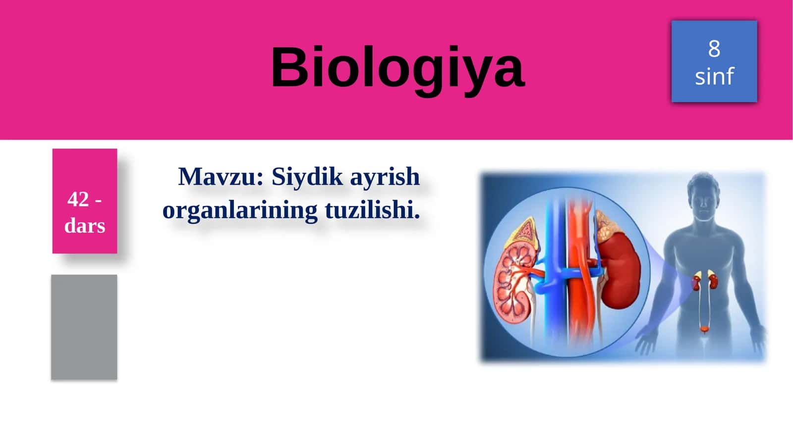 Siydikayrish organlarining tuzilishi
