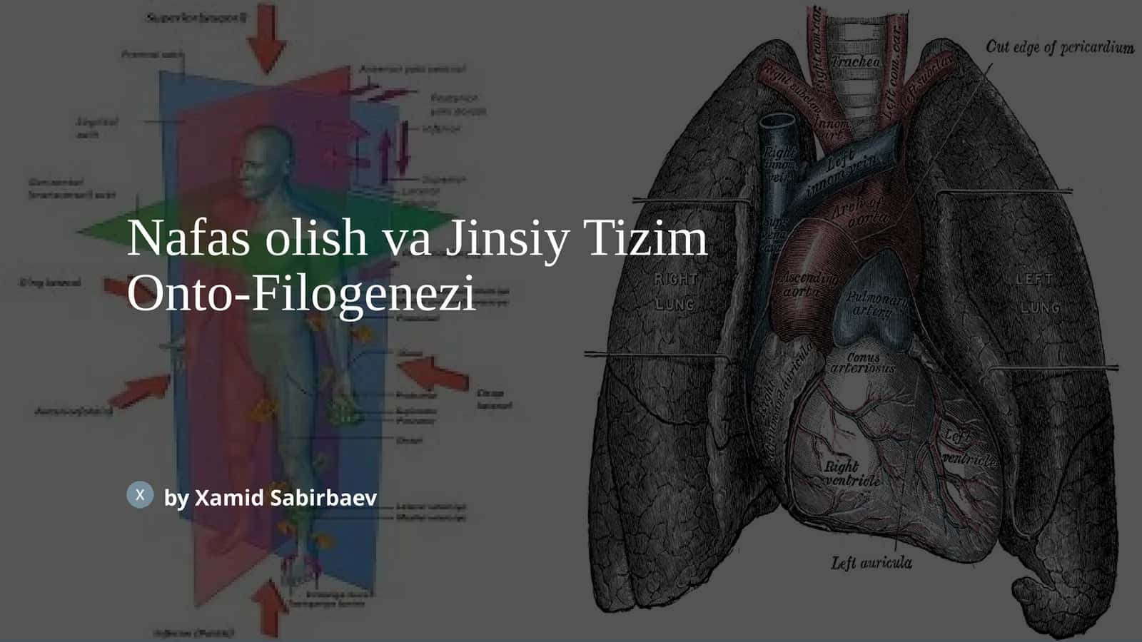 Nafas olish va Jinsiy Tizim Onto-Filogenezi