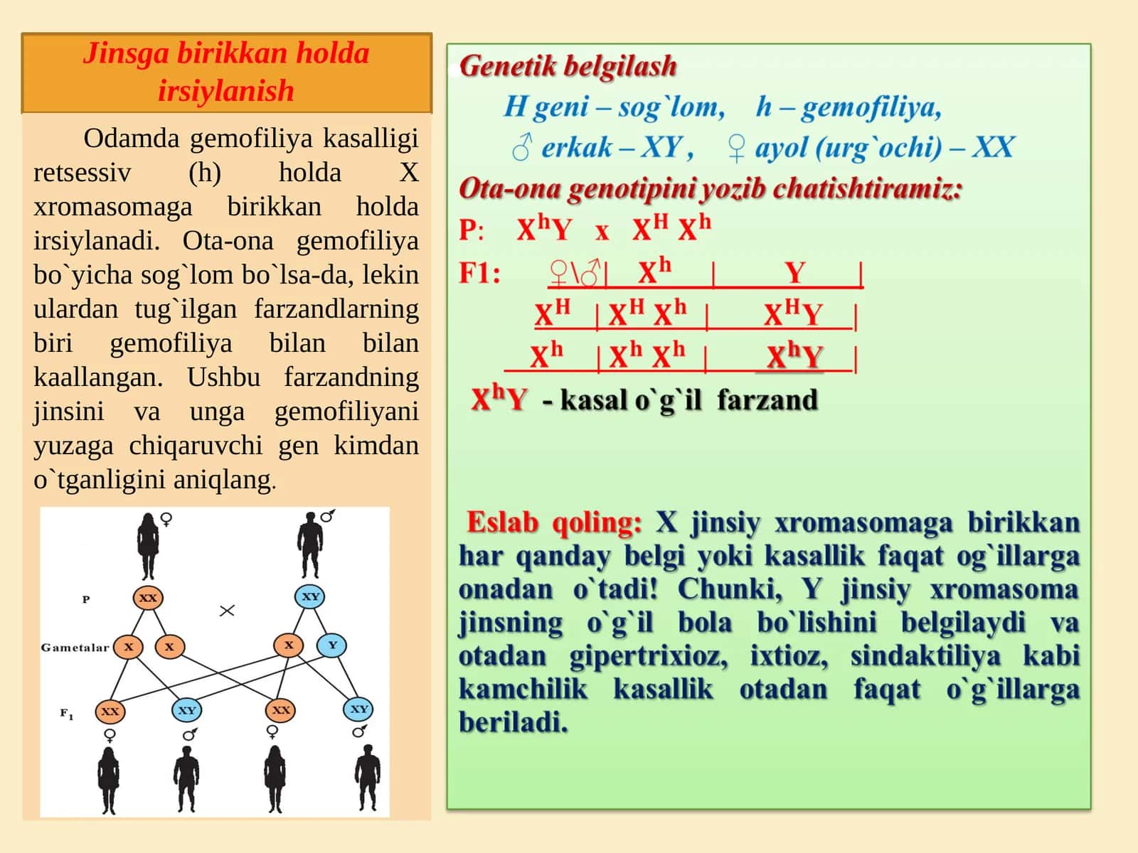 Jinsga birikkan holda irsiylanish