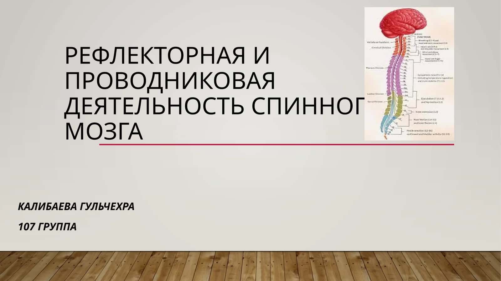 Рефлекторная и проводниковая деятельность спинного мозга