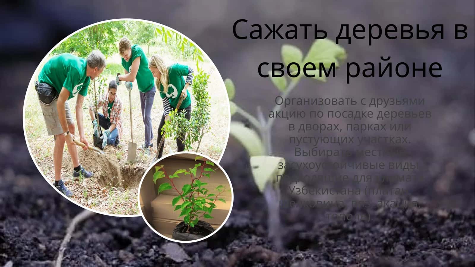 Сажать деревья в своем районе