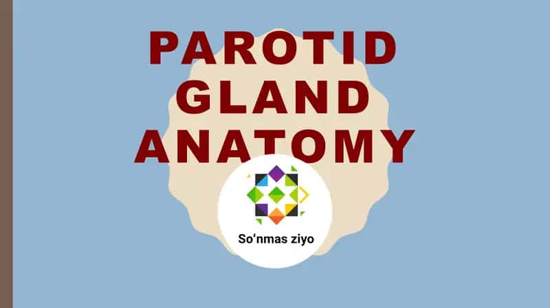 Parotid gland anatomy