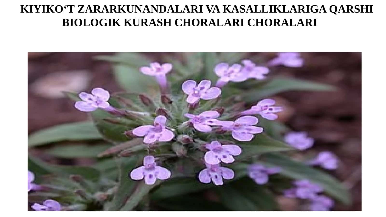 Kiyiko‘t zararkunandalari va kasalliklariga qarshi biologik kurash choralari