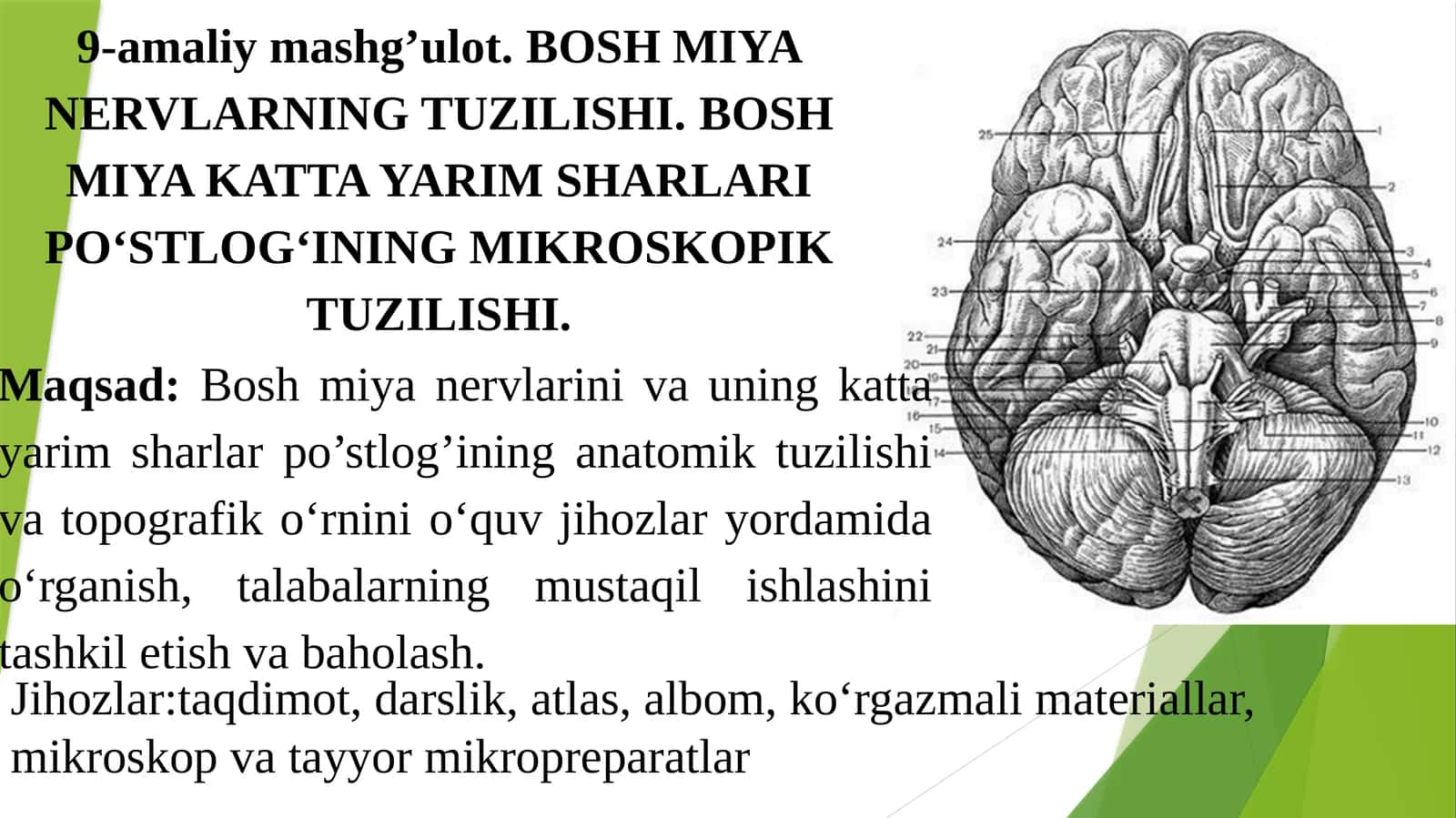 Bosh Miya Nervlarning Tuzilishi
