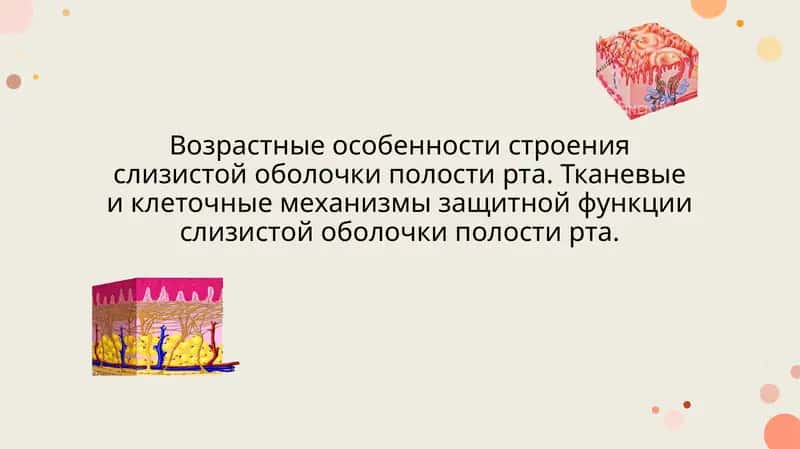 Возрастные особенности строения слизистой оболочки полости рта. Тканевые и клеточные механизмы защитной функции слизистой оболочки полости рта
