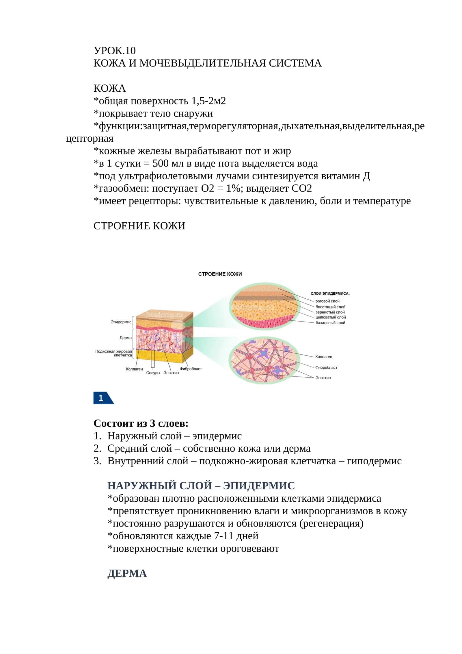 УРОК.10 КОЖА И МОЧЕВЫДЕЛИТЕЛЬНАЯ СИСТЕМА