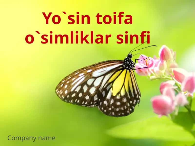Yo`sintoifao`simliklarsinfi
