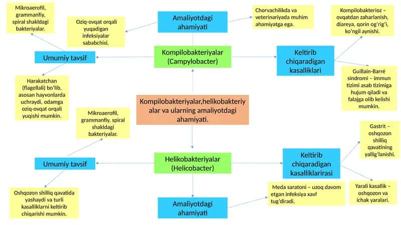 Kompilobakteriyalar va Helikobakteriyalar