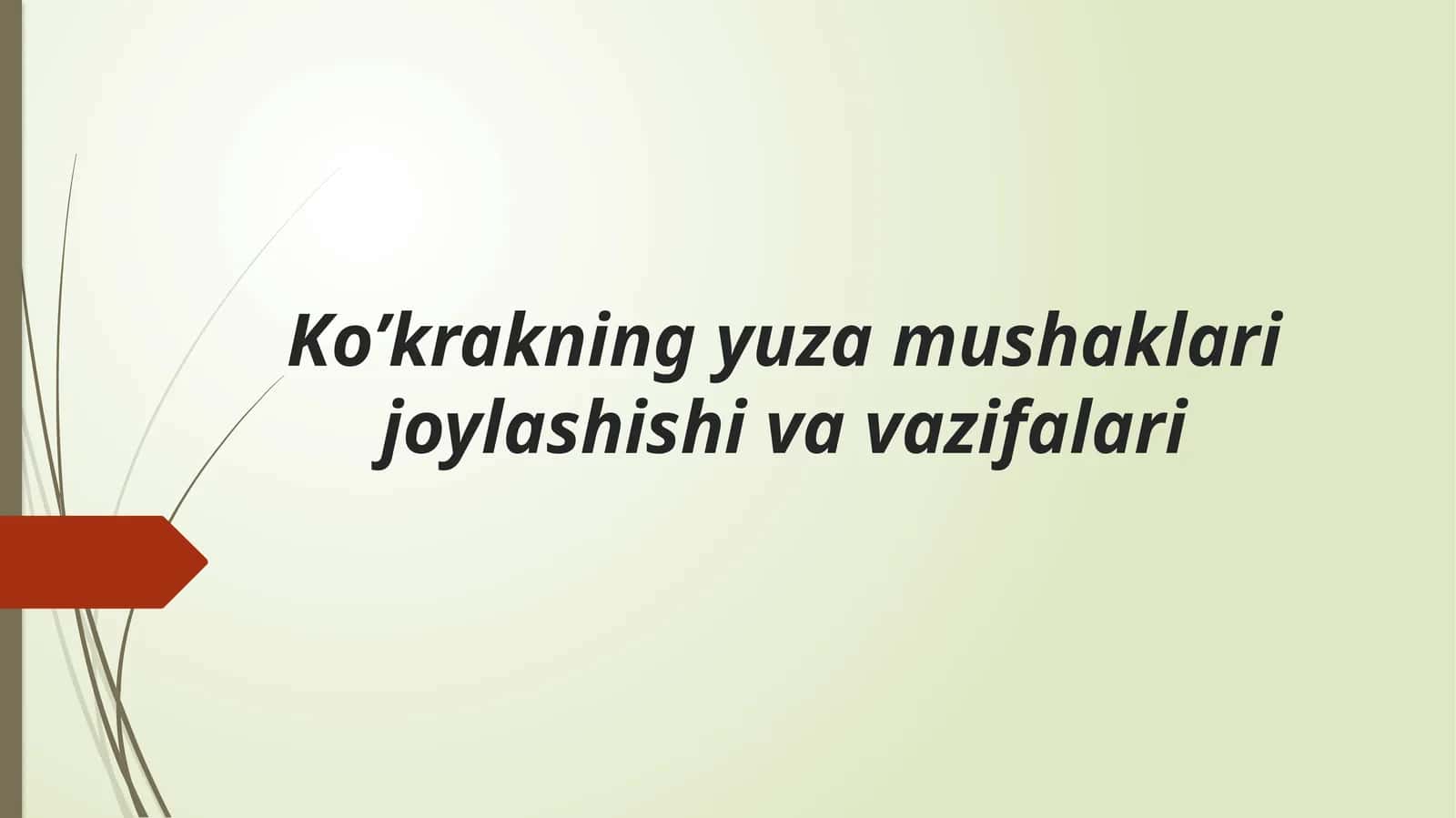 Ko’krakning yuzamushaklari joylashishi va vazifalari