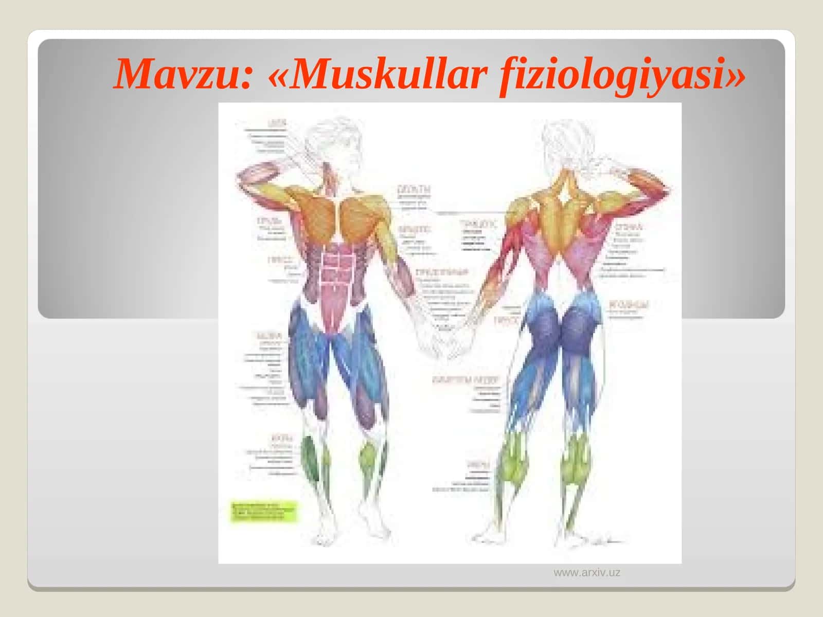 «Muskullar fiziologiyasi»