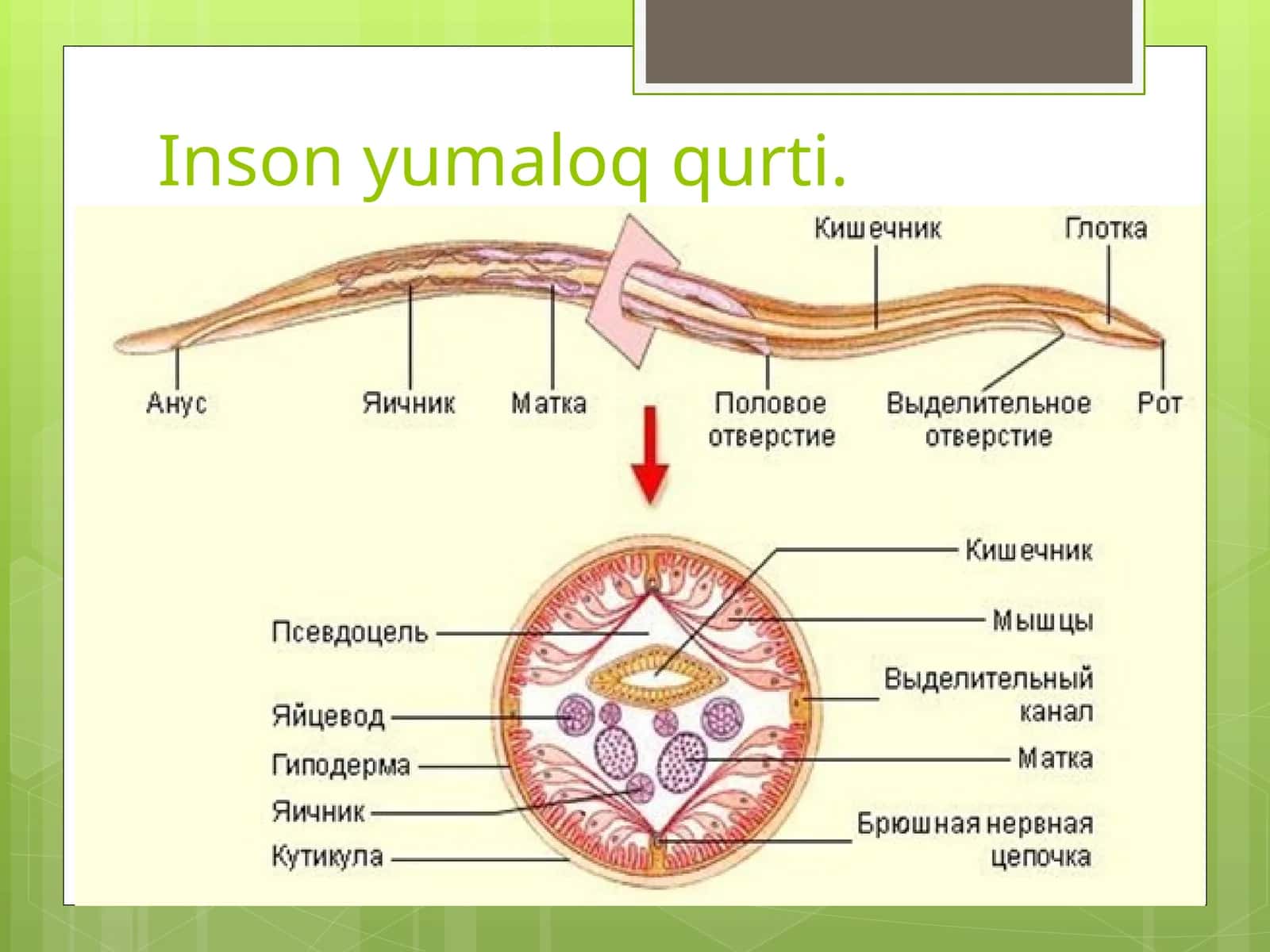 Dumaloq qurt