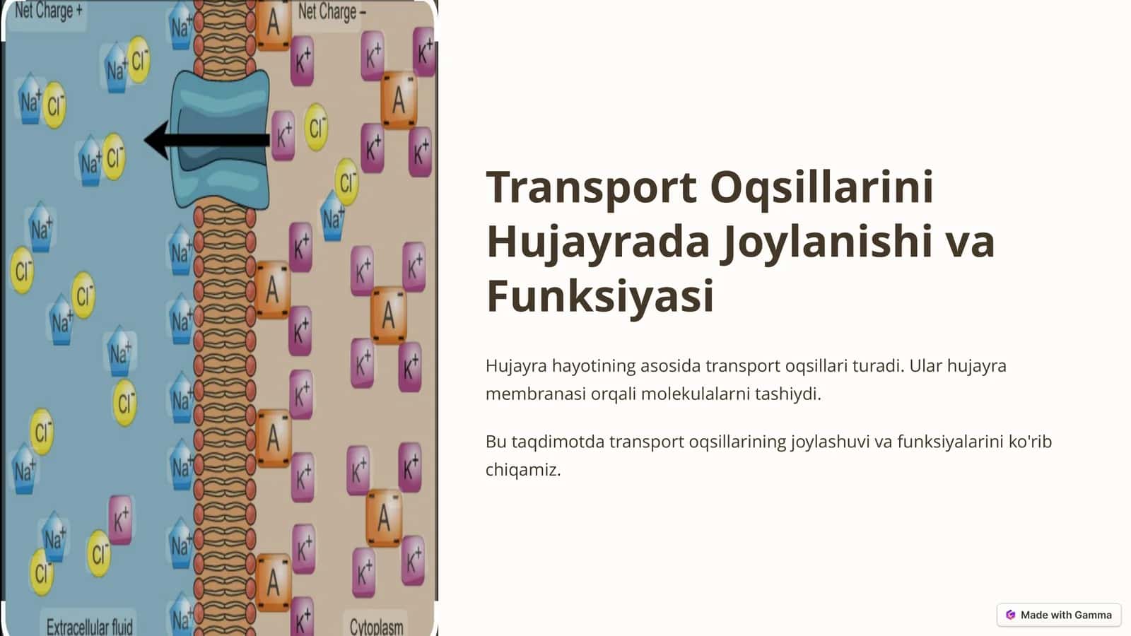 Transport Oqsillarini Hujayrada Joylanishi va Funksiyasi