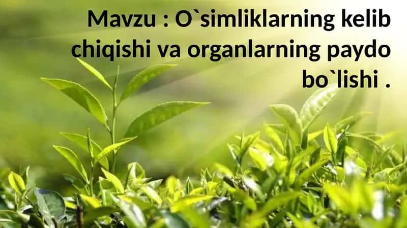 O`simliklarning kelib chiqishi va organlarning paydo bo`lishi .