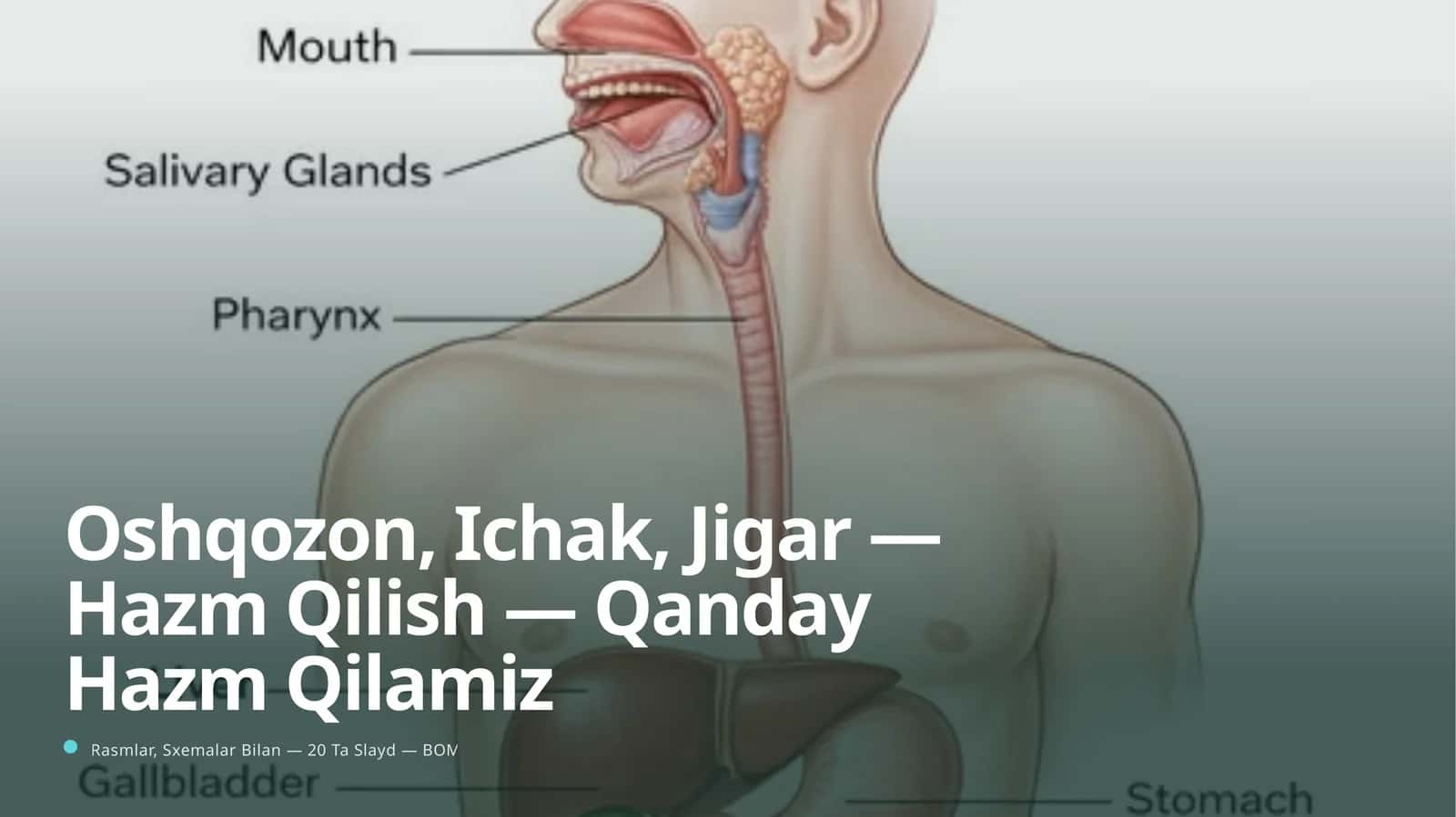Oshqozon, Ichak, Jigar — Hazm Qilish — Qanday Hazm Qilamiz
