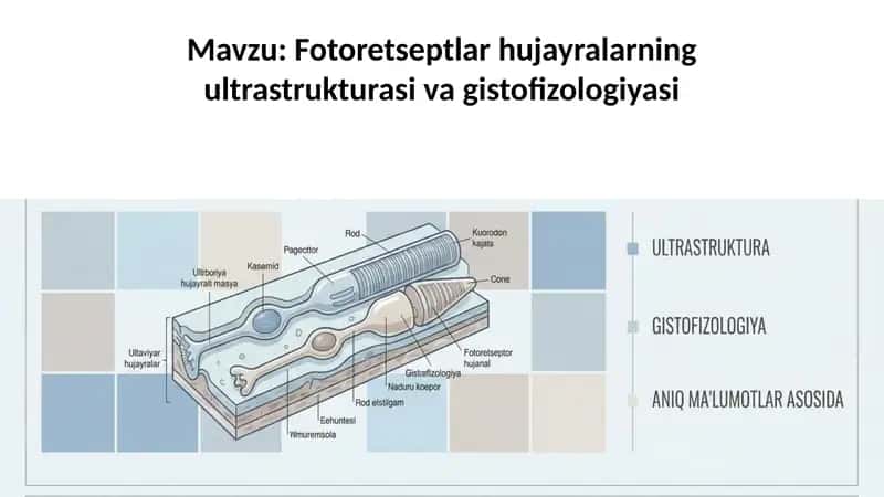 Fotoretseptlar hujayralarning ultrastrukturasi va gistofizologiyasi