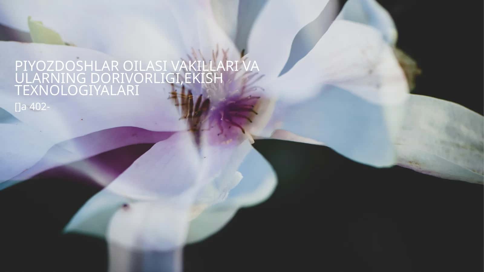 Piyozdoshlar oilasi vakillari va ularning dorivorligi,ekish texnologiyalari