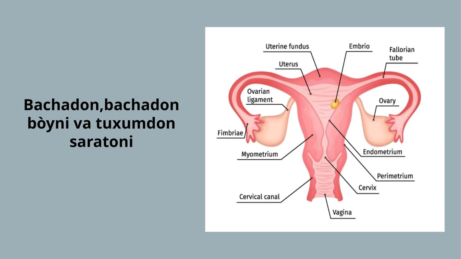 Bachadon, bachadon bo‘yni va tuxumdon saratoni — 16 slayd