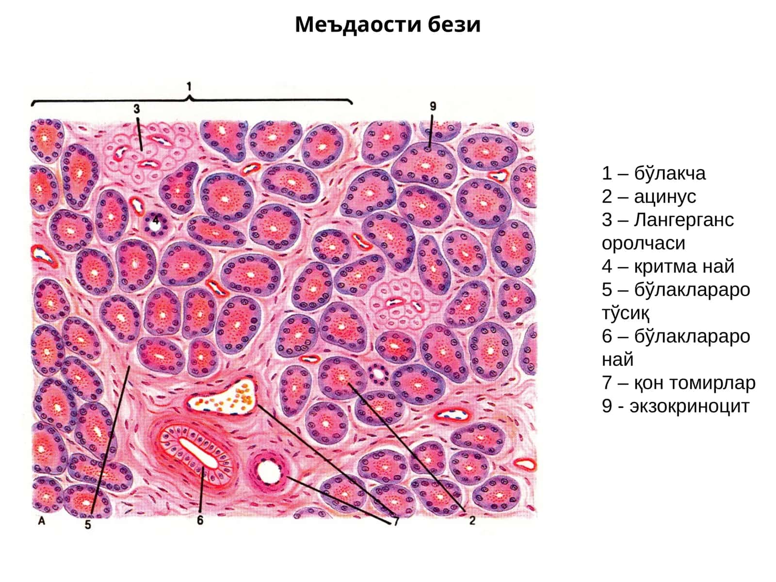 Меъдаостибези