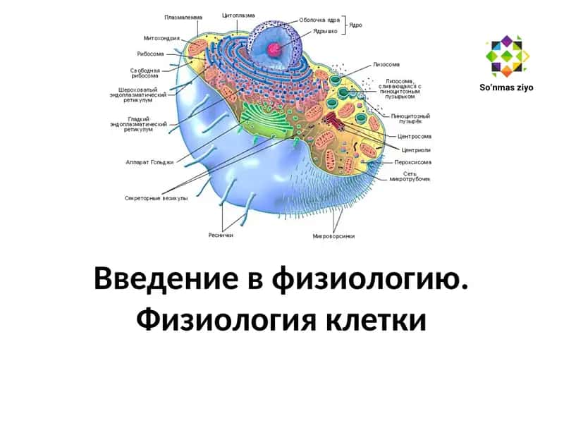 Введение в физиологию. Физиология клетки