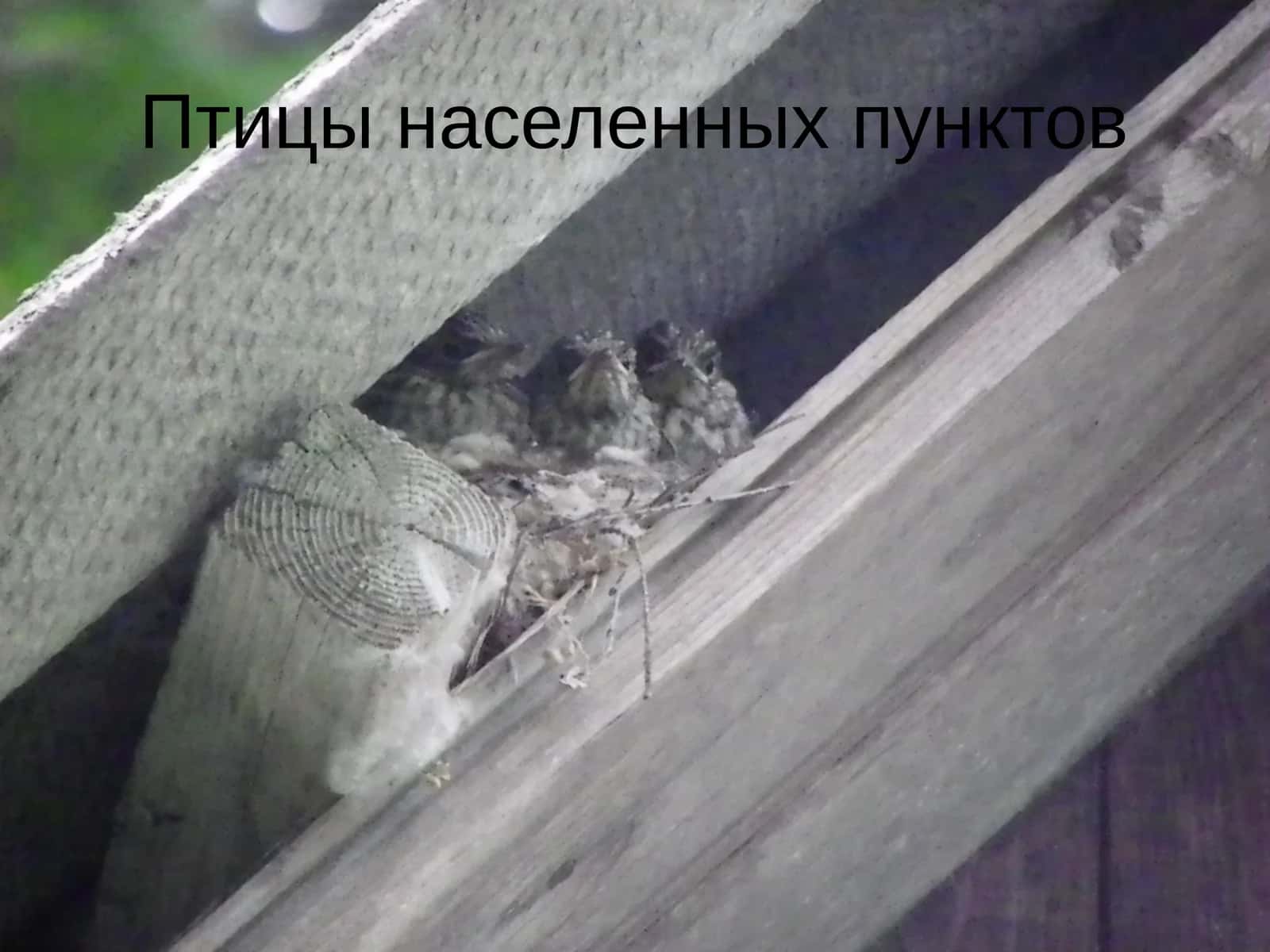 Птицы населенных пунктов