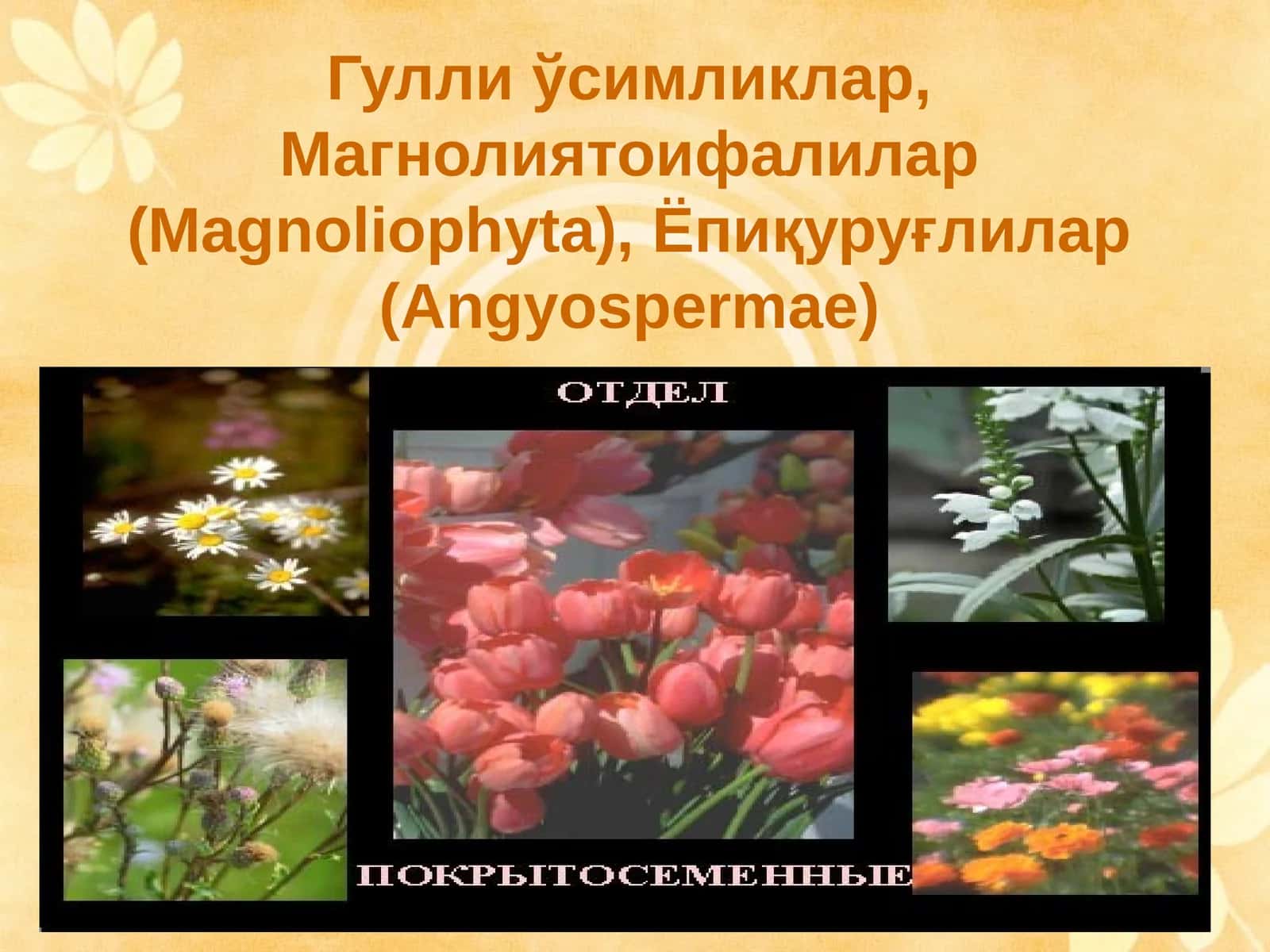 Гулли ўсимликлар, Магнолиятоифалилар (Magnoliophyta), Ёпиқуруғлилар (Angyospermae)
