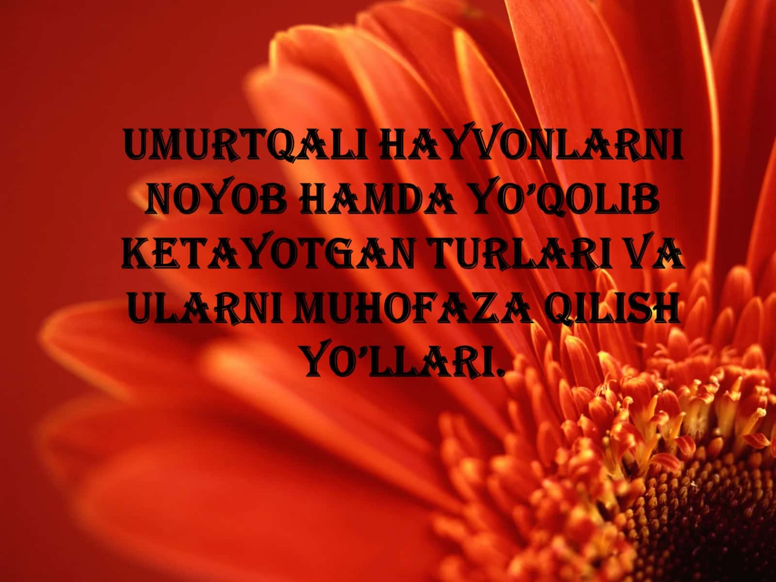 Qizil Kitob