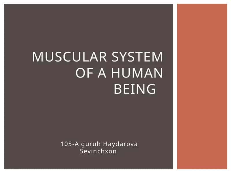 Muscular system of a human being