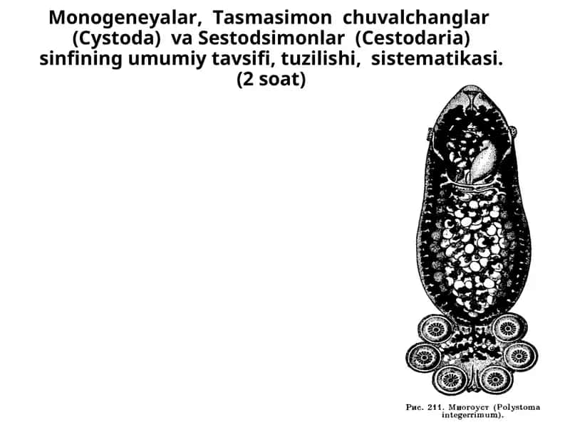 Monogeneyalar, Tasmasimon chuvalchanglar (Cystoda) va Sestodsimonlar (Cestodaria) sinfi
