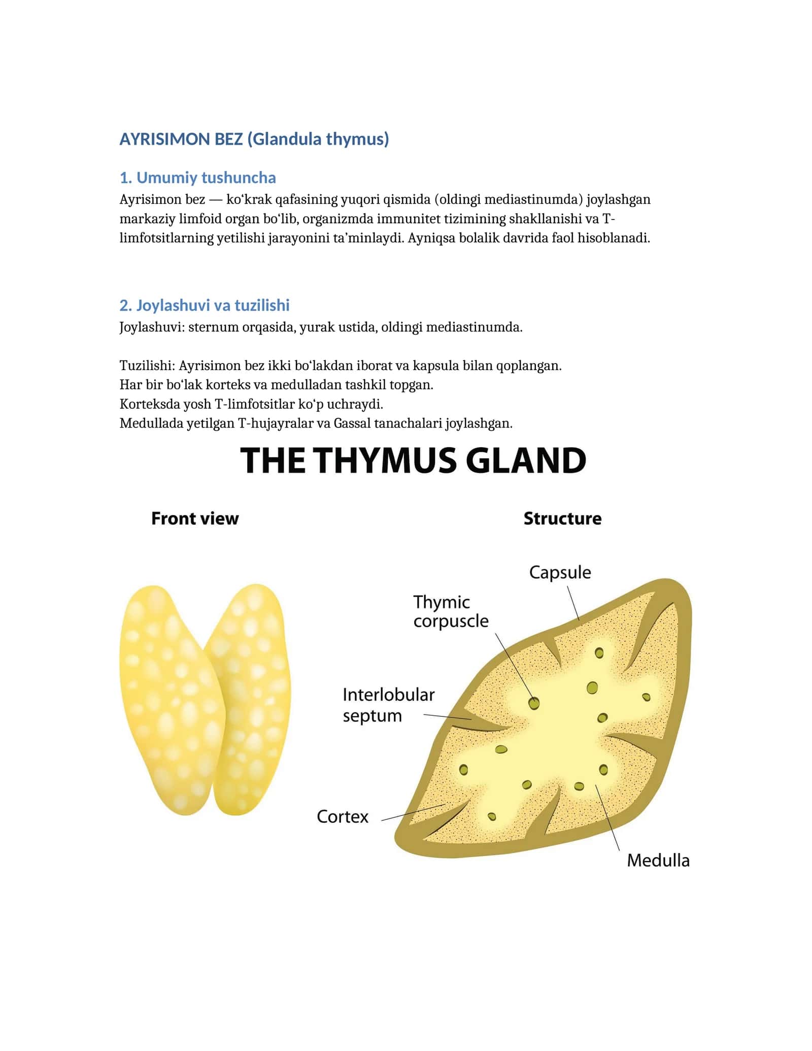 AYRISIMON BEZ (Glandula thymus)