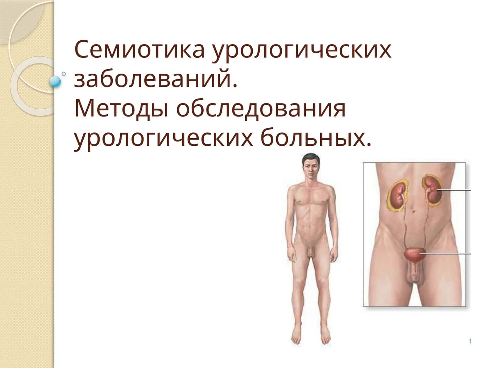 Семиотика урологических заболеваний. Методы обследования урологических больных