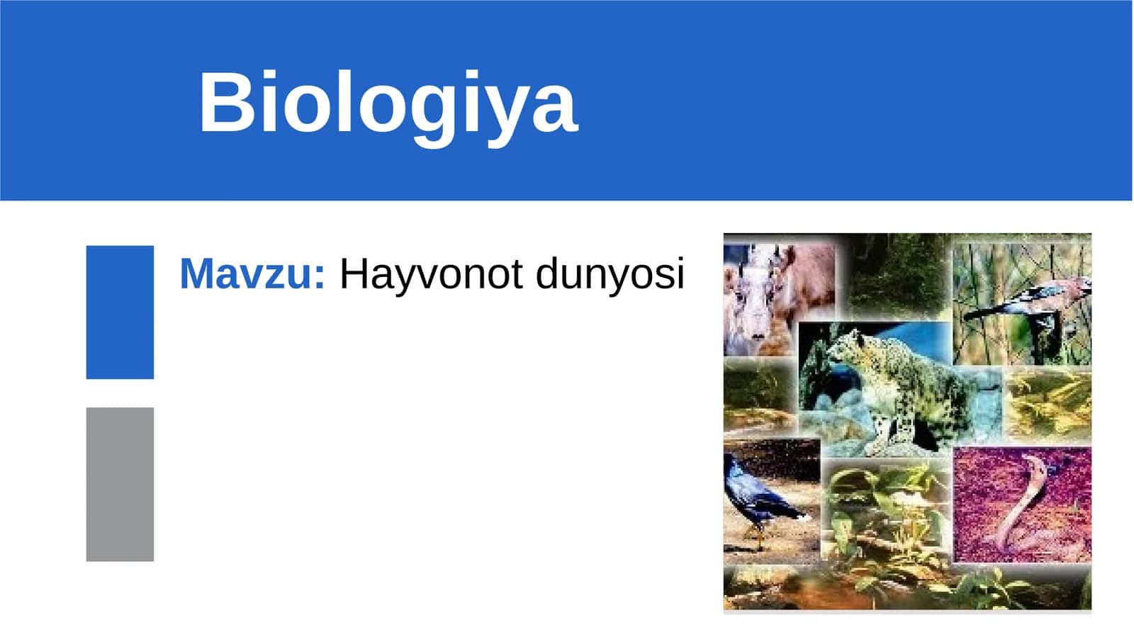 Hayvonotdunyosi