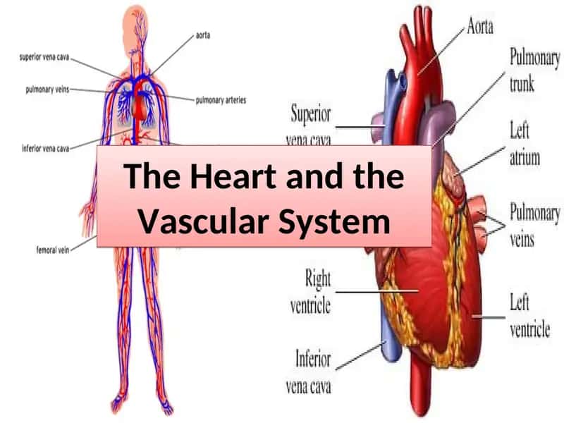 The Heart and the Vascular System