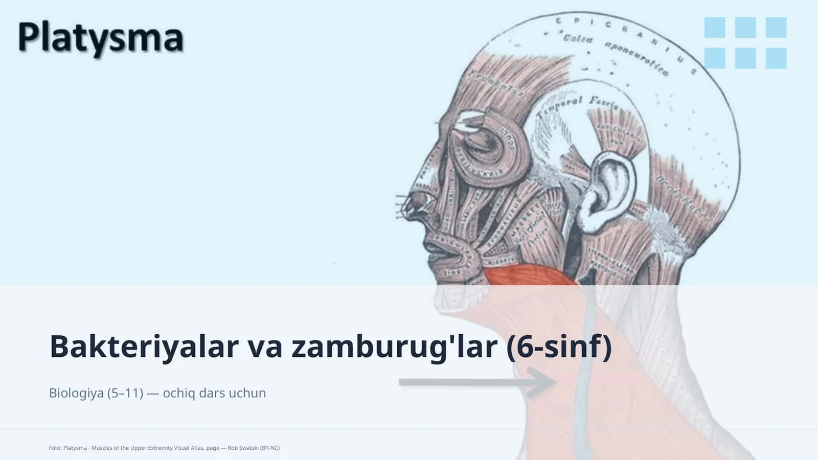 Bakteriyalar va zamburug'lar (6-sinf)