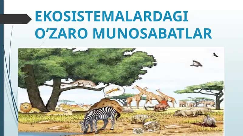 EKOSISTEMALARDAGIO‘ZARO MUNOSABATLAR