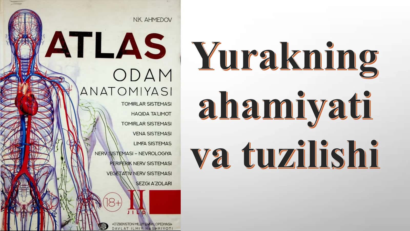 yurakning ahamiyati va tuzilishi