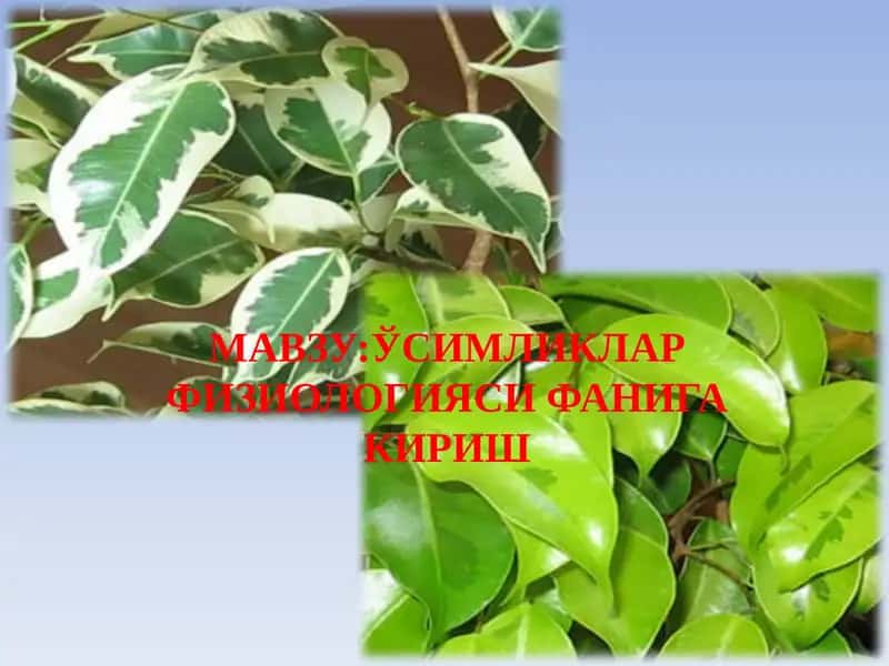 Ўсимликлар физиологияси фанига кириш