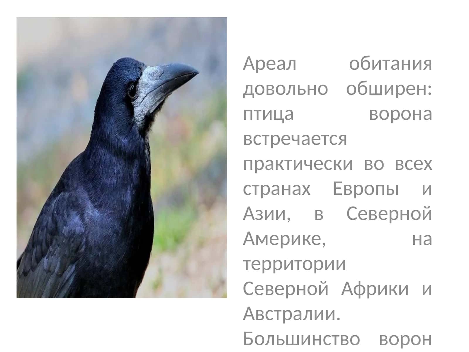 Ворона