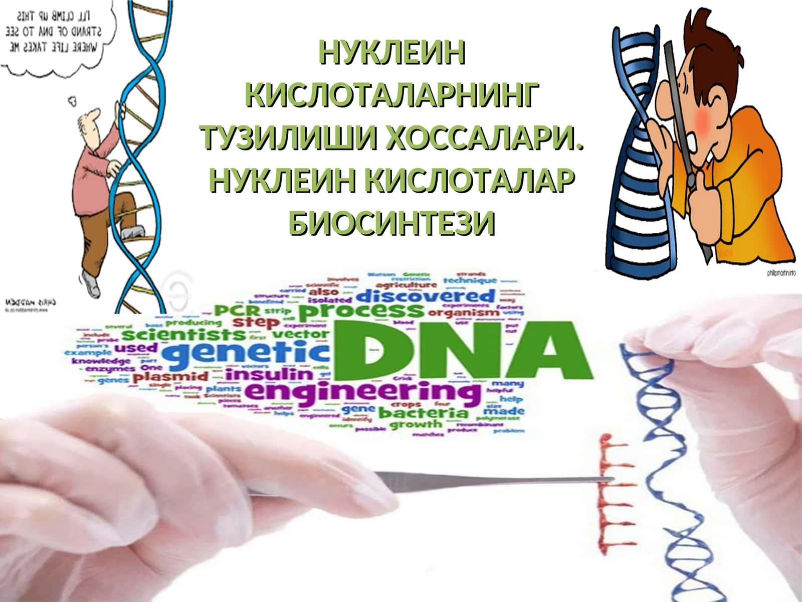 НУКЛЕИН КИСЛОТАЛАРНИНГ ТУЗИЛИШИ ХОССАЛАРИ. НУКЛЕИН КИСЛОТАЛАР БИОСИНТЕЗИ