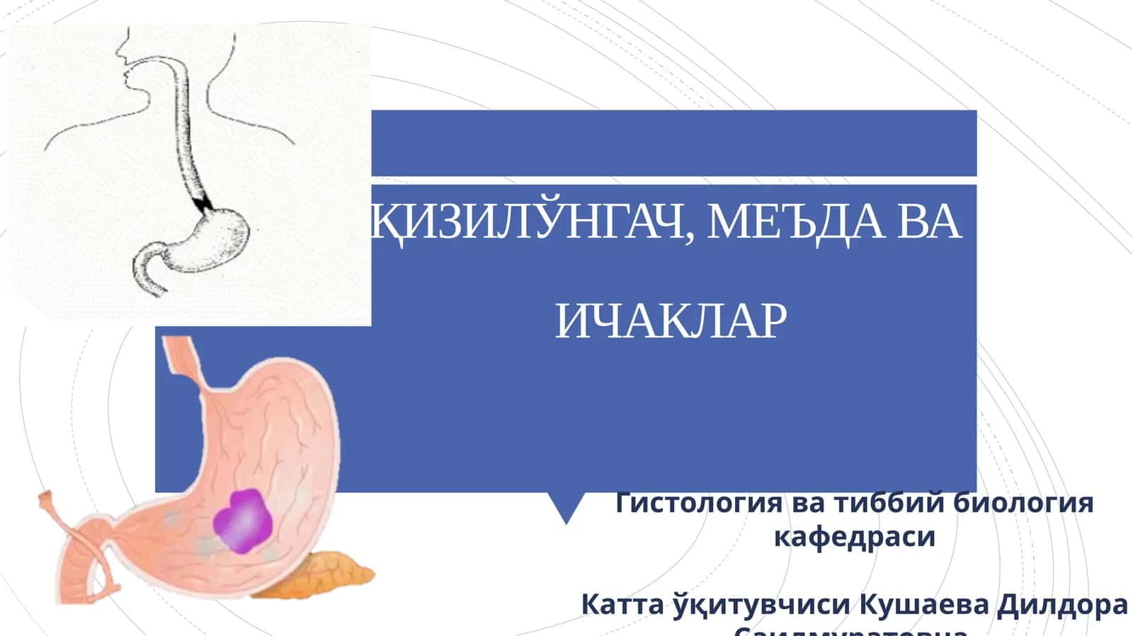 ҚИЗИЛЎНГАЧ, МЕЪДА ВАИЧАКЛАР