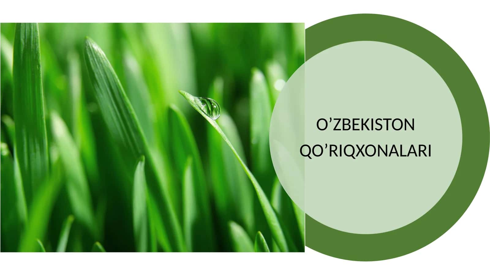 O'zbekistonning qo'riqxonalari